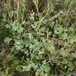 Rumex scutatus habit picture by Juan Carlos Viera (cc-by-sa)