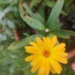 Calendula arvensis flower picture by Marie AURIEMMA (cc-by-sa)