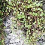 Cymbalaria muralis habit picture by Samuël Faure (cc-by-sa)