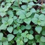 Clinopodium nepeta leaf picture by Sylvie LERAY (cc-by-sa)