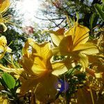 Rhododendron luteum flower picture by Andrzej Konstantynowicz (cc-by-sa)