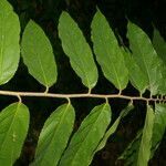 Xylosma chlorantha leaf picture by Nelson Zamora Villalobos (cc-by-nc)