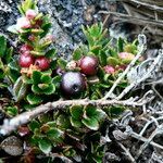 Gaultheria myrsinoides fruit picture by Fabien Anthelme (cc-by-sa)