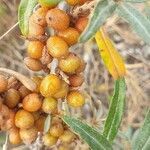 Hippophae rhamnoides fruit picture by Leen Huysmans (cc-by-sa)