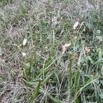 Nothoscordum bivalve habit picture by Eli Small (cc-by-sa)