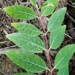 Toxicodendron vernix leaf picture by Mason Hoffman (cc-by-sa)