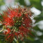 Combretum constrictum flower picture by E. Mouysset (cc-by-sa)