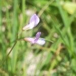 Vicia parviflora flower picture by Etienne Aspord (cc-by-sa)