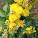 Sophora tomentosa flower picture by pedrogc -- (cc-by-sa)