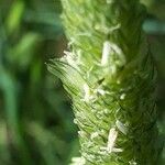 Phalaris coerulescens flower picture by Roberto Righini (cc-by-sa)