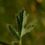 Geum hispidum leaf picture by Carlos Villasante (cc-by-sa)