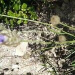 Catananche caerulea habit picture by Catherine DUVAL (cc-by-sa)