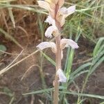 Orobanche minor flower picture by Lazo Alfonso (cc-by-sa)