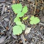 Rubus occidentalis leaf picture by Paul Newman (cc-by-sa)