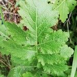 Brassica barrelieri leaf picture by Vicente Lázaro-ELIAZAR Antonio Vicente Lázaro-ELIAZAR (cc-by-sa)