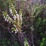 Erica imbricata habit picture by Maarten Vanhove (cc-by-sa)