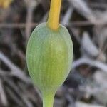 Narcissus assoanus fruit picture by Daniel Barthelemy (cc-by-sa)