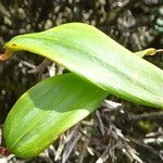 Bomarea crassifolia leaf picture by Fabien Anthelme (cc-by-sa)