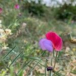 Lathyrus clymenum flower picture by Gómez Ventura Emi (cc-by-sa)