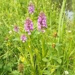 Dactylorhiza praetermissa leaf picture by Ike Bylsma (cc-by-sa)