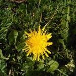 Taraxacum mattmarkense flower picture by Jonathan Flandin (cc-by-sa)