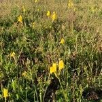 Linaria spartea habit picture by Campoamor Ramon (cc-by-sa)