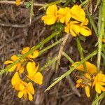 Genista salzmannii flower picture by Martin Bishop (cc-by-sa)