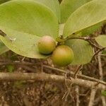 Carissa spinarum fruit picture by Uday Wali (cc-by-sa)