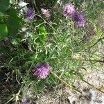 Centaurea scabiosa habit picture by attila szilvagyi (cc-by-sa)