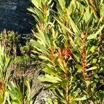 Protea repens leaf picture by Maarten Vanhove (cc-by-sa)