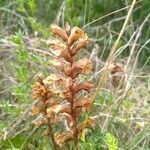 Orobanche lutea flower picture by Jean-Philippe JUDE (cc-by-sa)