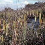 Brocchinia hechtioides habit picture by Daniel Barthelemy (cc-by-nc)