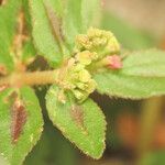 Euphorbia hirta fruit picture by Emanuele Santarelli (cc-by-sa)