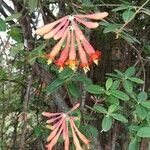 Lonicera sempervirens flower picture by trish Norman (cc-by-sa)