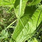 Knautia arvernensis leaf picture by Francois Mansour (cc-by-sa)