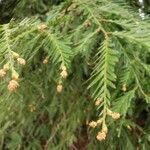 Sequoia sempervirens flower picture by Jacques Fortin (cc-by-sa)