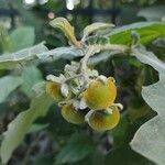 Solanum paniculatum fruit picture by Makoto Makoto (cc-by-sa)