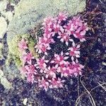 Saxifraga retusa flower picture by silvana_29 (cc-by-sa)