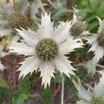 Eryngium giganteum fruit picture by Rahul Gopinath (cc-by-sa)