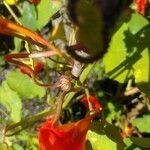 Tropaeolum majus fruit picture by John Lang Wilson (cc-by-sa)