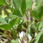 Trifolium scabrum flower picture by Manon Bounous (cc-by-sa)