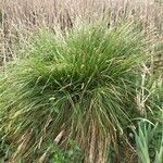 Carex canescens leaf picture by eigenraam kees (cc-by-sa)