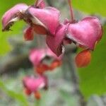 Euonymus latifolius fruit picture by Francis Torre (cc-by-sa)