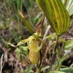 Phragmipedium longifolium flower picture by Bertrand Ducos de Lahitte (cc-by-sa)