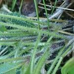 Biscutella flexuosa habit picture by Yoan MARTIN (cc-by-sa)