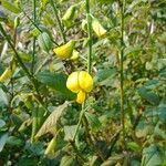 Crotalaria spectabilis flower picture by das sathe (cc-by-sa)