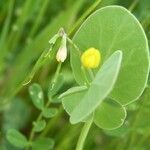 Coronilla scorpioides fruit picture by huy HO (cc-by-sa)