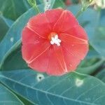 Ipomoea hederifolia flower picture by Minzon Adriana (cc-by-sa)