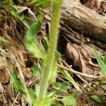 Erigeron pulchellus leaf picture by frogs (cc-by-sa)