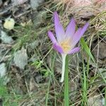 Colchicum lusitanum flower picture by Jérôme Careglio (cc-by-sa)